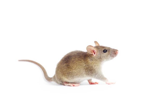 Maus