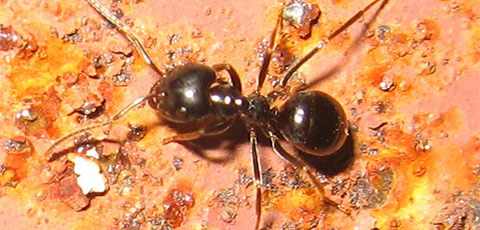 Waldameise